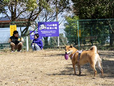 ドッグラン写真：中型犬エリア